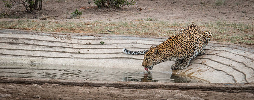 喝,豹,克鲁格国家公园,南非
