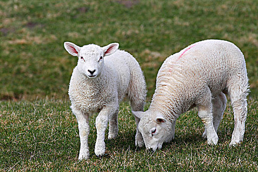 两个,羊羔,复活节,家羊,绵羊,相似,石荷州,德国,欧洲