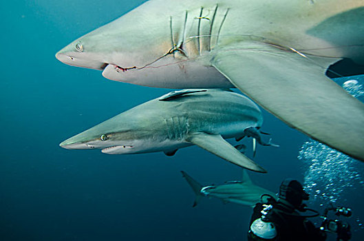 海洋,鲨鱼,长鳍真鲨,南非