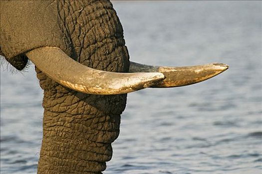 獠牙,非洲象,乔贝,河,乔贝国家公园,博茨瓦纳,非洲