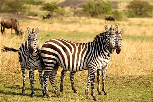 平原斑马,斑马,白氏斑马,马,迁徙,塞伦盖蒂国家公园,坦桑尼亚,非洲