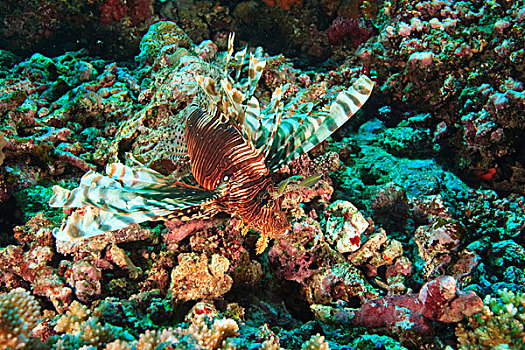 蓑鲉,彩虹,礁石,靠近,斐济,南太平洋