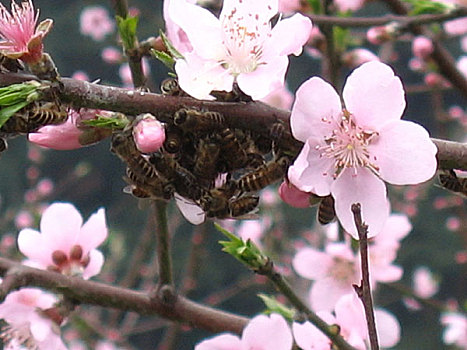 三明市虎头山蜜蜂