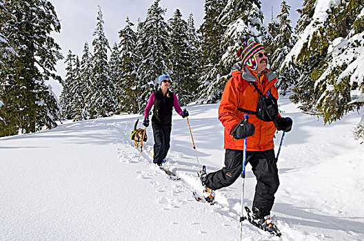 伴侣,狗,白天,越野滑雪,靠近,河,不列颠哥伦比亚省,温哥华,海岸,山区,加拿大