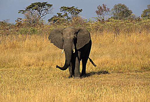 津巴布韦,万基国家公园,非洲象