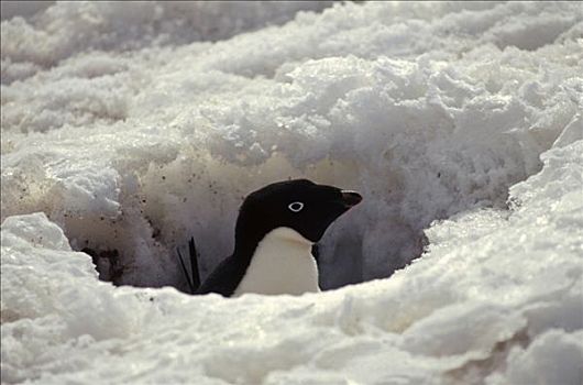 阿德利企鹅,孵卵,成年,积雪,巢穴,南极