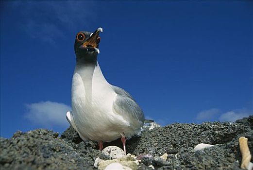 海鸥,燕尾鸥,只有,夜出型动物,远洋,孵卵,鸟窝,赫诺韦萨岛,加拉帕戈斯群岛
