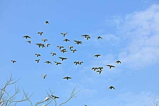 鸽子,飞翔,蓝天