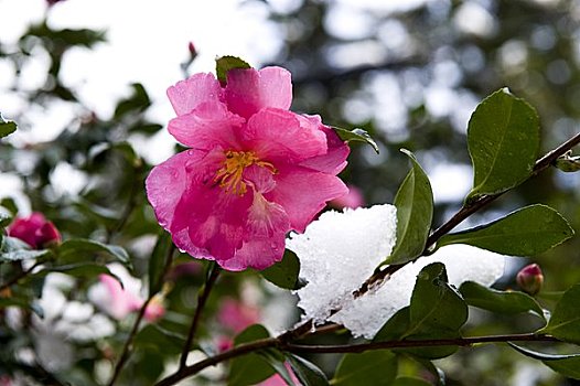 山茶,日本山茶