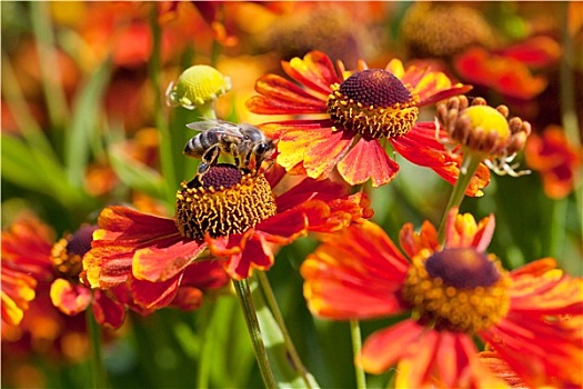 蜜蜂,啜饮,花蜜,花