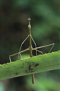 跳跃,棍,竹节虫,相同,输入,保护色,自然保护区,秘鲁
