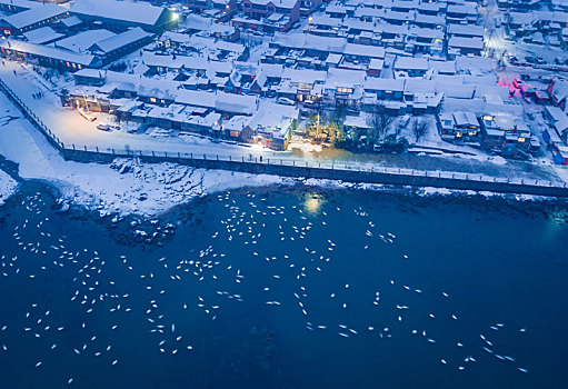 航拍山东威海俚岛镇烟墩角拍摄的冬天雪地天鹅风景夜景