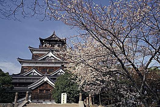 广岛,城堡,樱花
