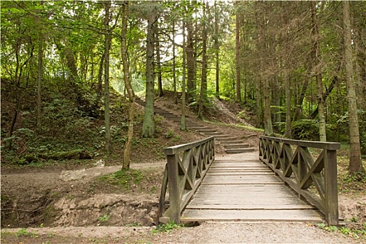 木桥,楼梯,绿色,树林