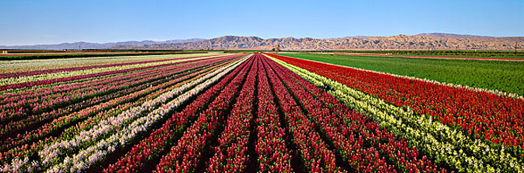 农业,商业,花,地点,盛开,加利福尼亚,美国