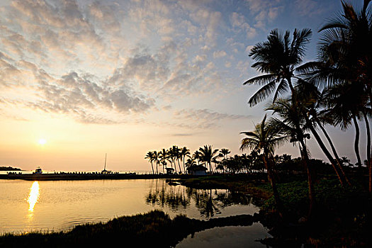 剪影,棕榈树,海岸线,日落,夏威夷,美国