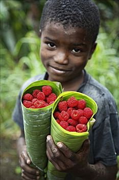 树莓,拿,叶子,瓷器,玫瑰,人口,两个,山地,岛屿,海湾,新几内亚,骑跨,赤道