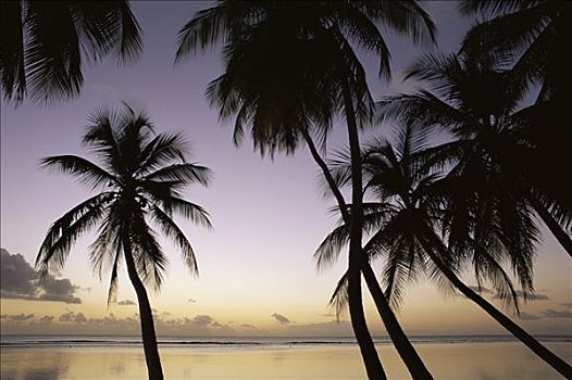 棕榈树,多巴哥岛,加勒比海