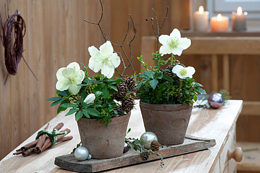 黑嚏根草,圣诞玫瑰,陶制器具,木板