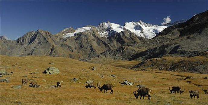 阿尔卑斯野山羊,羱羊,自豪,高,山脉,风景,国家公园,意大利,欧洲