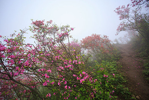 山,映山红,杜鹃,花,春天,春色,雾,朦胧,氤氲,树枝,柔美,梦幻