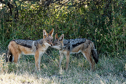 黑背狐狼,黑背豺,一对,国家公园,博茨瓦纳,非洲