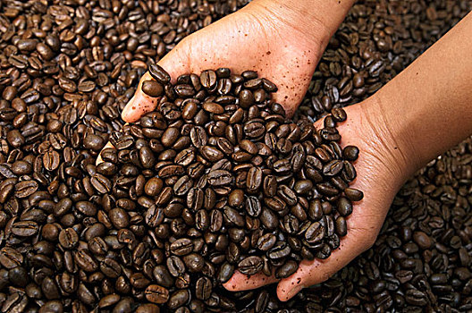 咖啡,阿拉伯咖啡,烤,咖啡豆,联系,山谷,西北地区,厄瓜多尔