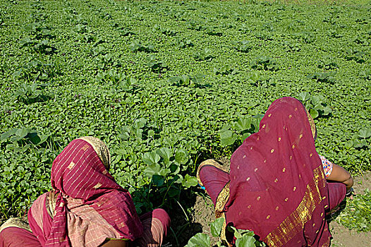 农业,达卡,孟加拉,十一月,2007年