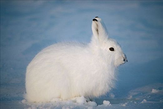 北极兔,兔属,肖像,艾利斯摩尔岛,加拿大