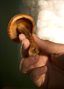 握着,蘑菇