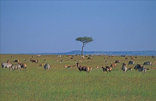 牧群,动物,大草原,马赛马拉,肯尼亚