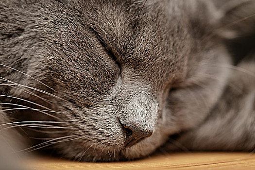 英国短毛猫,猫,睡觉,木桌,特写,头像