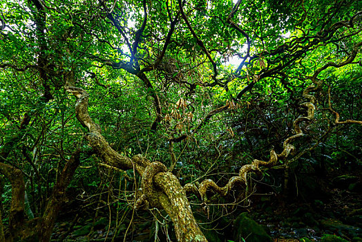 丛林,岛屿,冲绳,日本