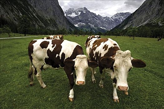 母牛,风景,保护区,自然保护区,提洛尔,奥地利,欧洲