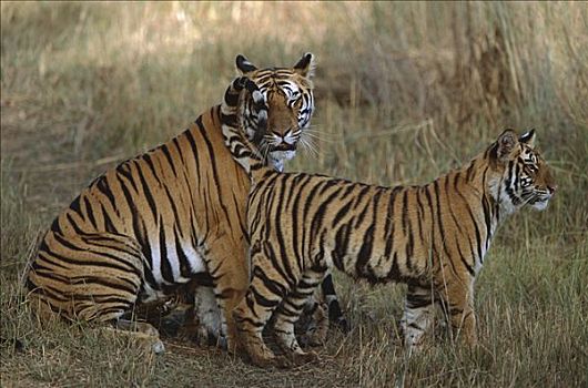 孟加拉虎,虎,母兽,两个,幼兽,一个,吸吮,班德哈维夫国家公园,印度