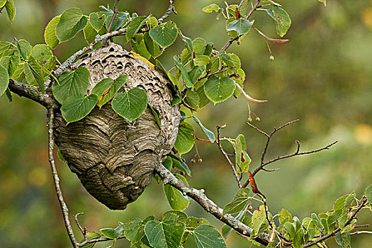 大黄蜂,蜂巢,密歇根