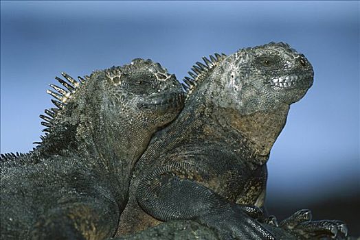 海鬣蜥,一对,圣克鲁斯岛,加拉帕戈斯群岛,厄瓜多尔
