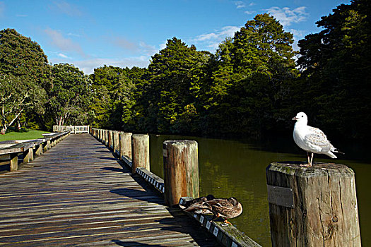 海鸥,木板路,河,奥克兰,区域,北岛,新西兰