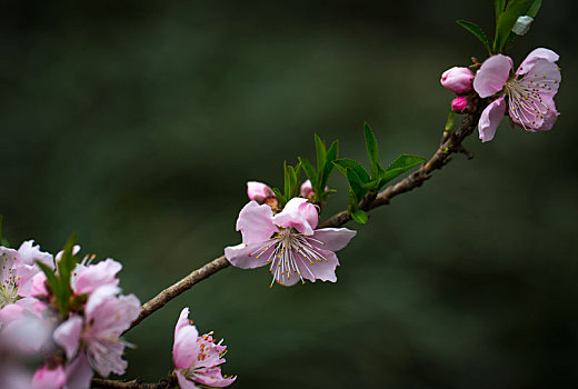 海棠花