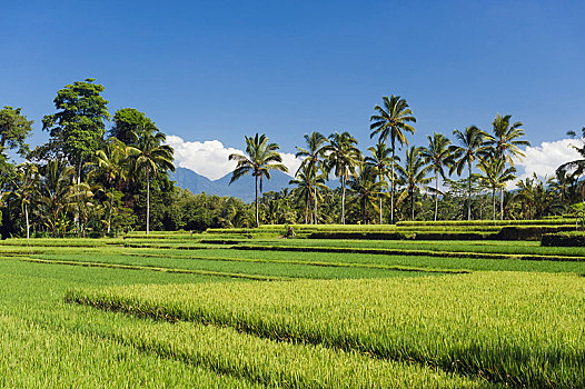 稻田,椰树,巴厘岛,印度尼西亚,亚洲
