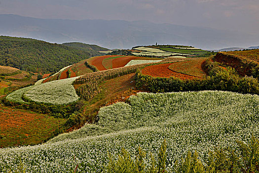 昆明,红色,陆地,区域,风景,群山