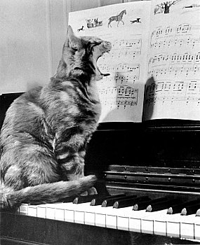 猫,钢琴,精准,地点,未知,古巴,加勒比,中美洲