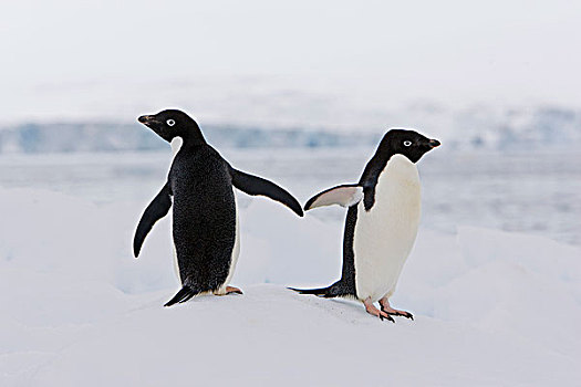 阿德利企鹅,一对,冰山,南,奥克尼群岛,南大洋