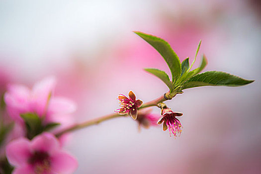 平谷桃花