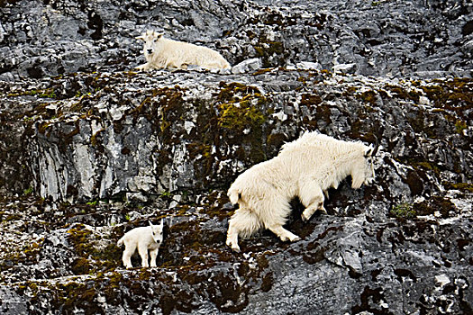 石山羊,冰河湾国家公园,自然保护区,阿拉斯加