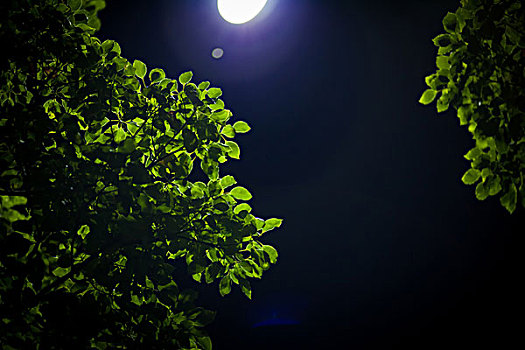夜晚的枝叶