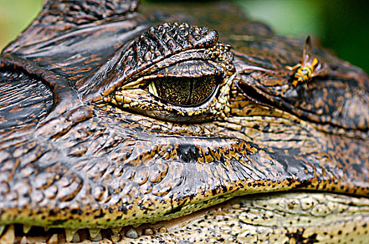 眼镜凯门鳄,凯门鳄,眼,国家公园,哥斯达黎加