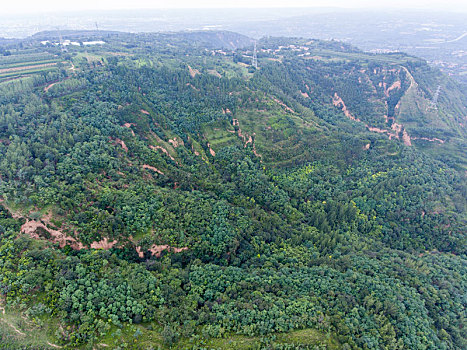 航拍河南三门峡灵宝市川口乡赵家沟村樱桃种植林