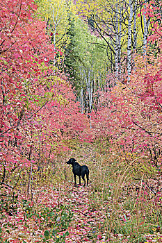 黑色拉布拉多犬,狗,树林,大树,红色,绿叶