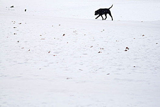 狗,走,上方,地点,雪